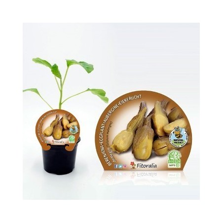 BERENJENA ALMAGRO PRODUCTO NATURAL MACETA 10,5CM