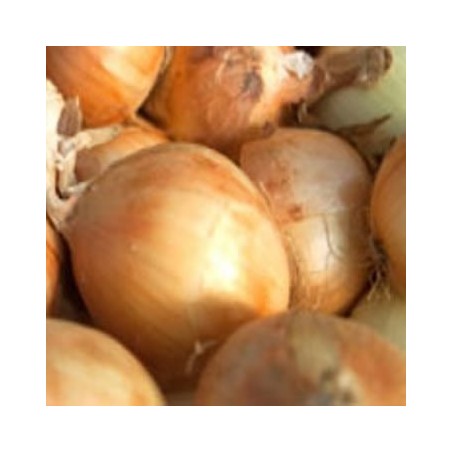 CEBOLLA BLANCA BANDEJA 12PLANTONES