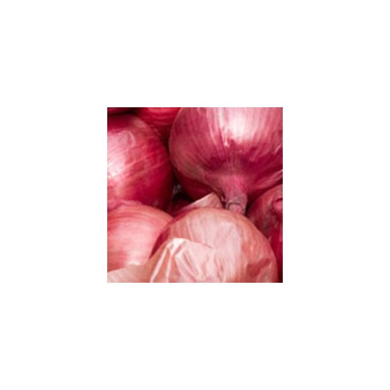 CEBOLLA ROJA DIABLO BANDEJA 12PLANTONES