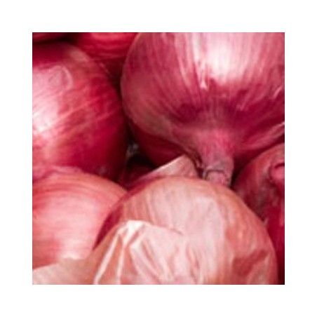 CEBOLLA ROJA DIABLO BANDEJA 12PLANTONES