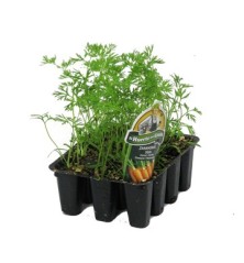 ZANAHORIA BANDEJA 12 PLANTONES