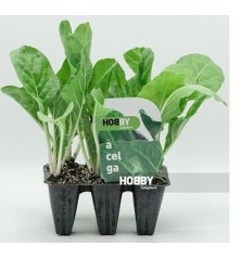 ACELGA PACK 6 PLANTONES