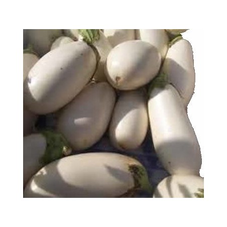 BERENJENA BLANCA LARGA PACK 6 PLANTONES