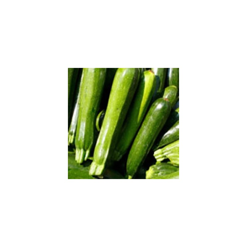 CALABACIN VERDE PACK 6 PLANTONES