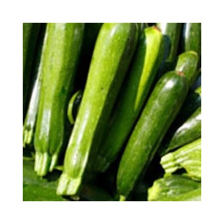 CALABACIN VERDE PACK 6 PLANTONES