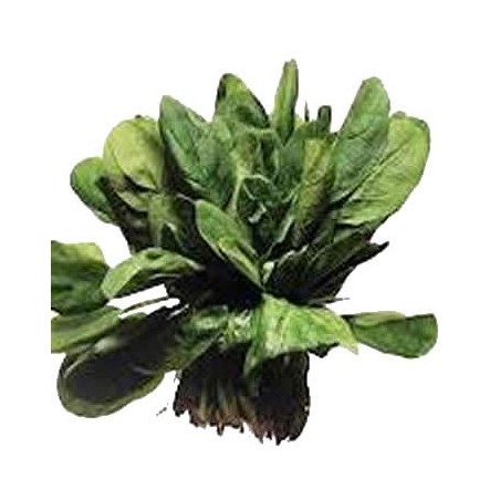 ESPINACA PACK 6 PLANTONES