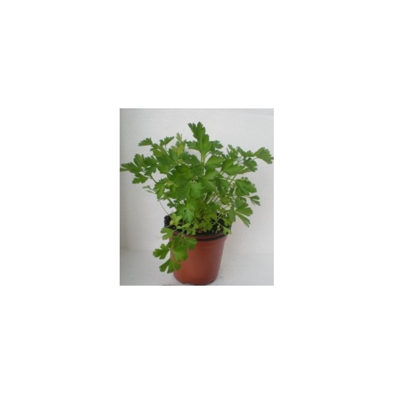 PEREJIL ECOLOGICO MACETA 11CM