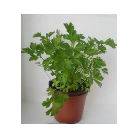 PEREJIL ECOLOGICO MACETA 11CM