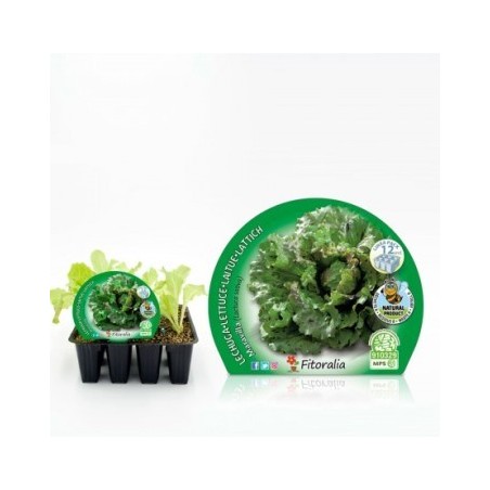 LECHUGA MARAVILLA PRODUCTO NATURAL BANDEJA 12UDS
