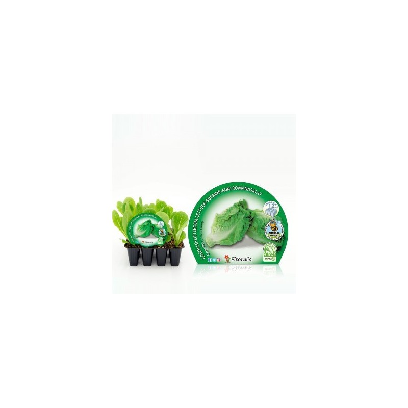 LECHUGA COGOLLO PRODUCTO NATURAL PACK 12 PLANTONES