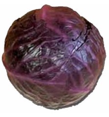 LOMBARDA PACK 12 PLANTONES