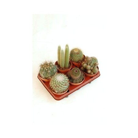 CACTUS Y CRASAS VARIADOS C13