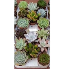 CACTUS Y CRASAS VARIADAS 8,5CM