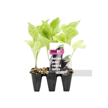 BERENJENA NEGRA LARGA PACK 6 PLANTONES