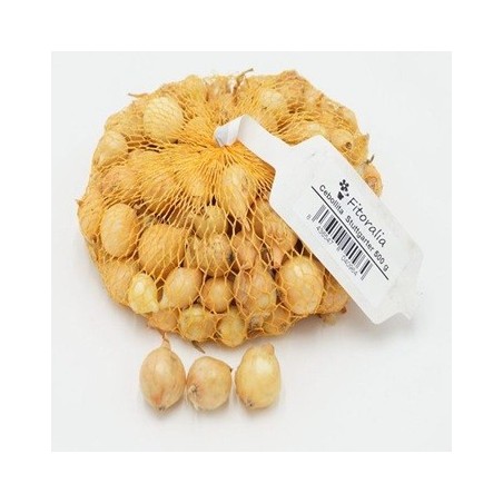 CEBOLLITA STUTTGARTER MALLA 500GR