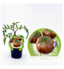 TOMATE NEGRO DE CRIMEA PRODUCTO NATURAL M10,5CM