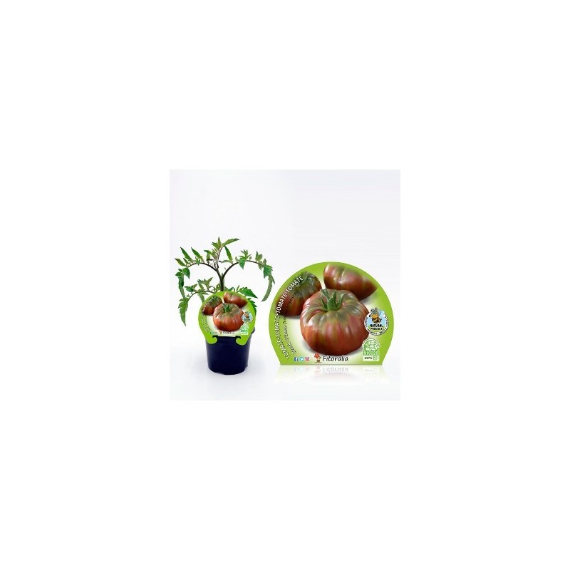 TOMATE NEGRO DE CRIMEA PRODUCTO NATURAL M10,5CM