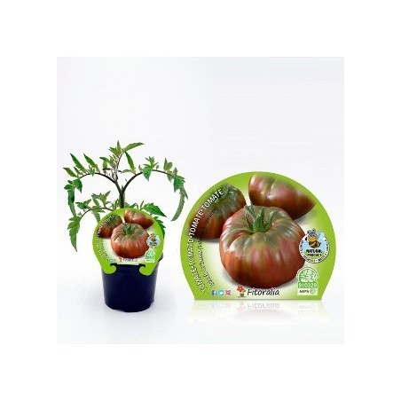 TOMATE NEGRO DE CRIMEA PRODUCTO NATURAL M10,5CM