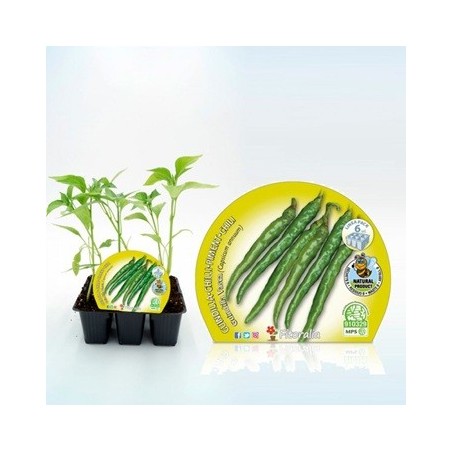 GUINDILLA VASCA PRODUCTO NATURAL PACK 6 PLANTONES