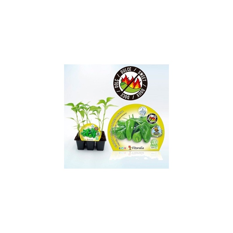 PIMIENTO DE PADRON DULCE PRODUCTO NATURAL 6 PLANTO