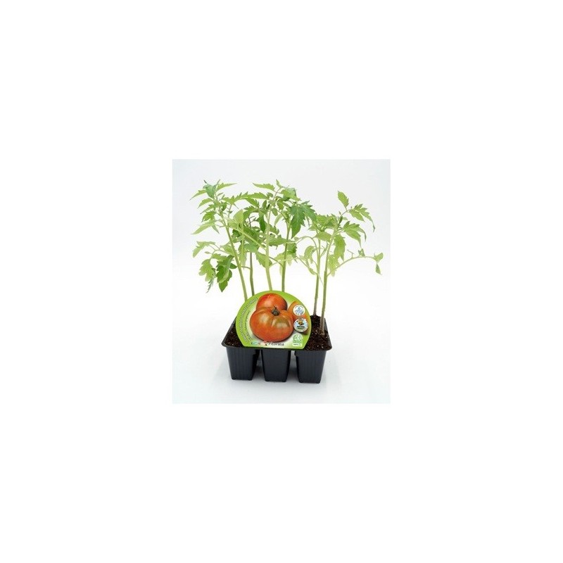 TOMATE ENSALADA HIBRIDO PRODUCTO NATURAL 6 PLANTON