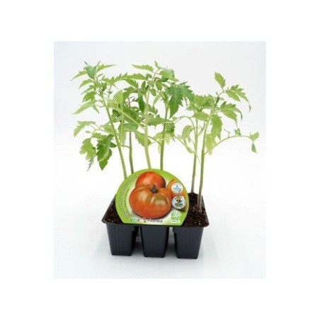 TOMATE ENSALADA HIBRIDO PRODUCTO NATURAL 6 PLANTON