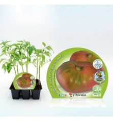 TOMATE ROSA PRODUCTO NATURAL BANDEJA 6 PLANTONES
