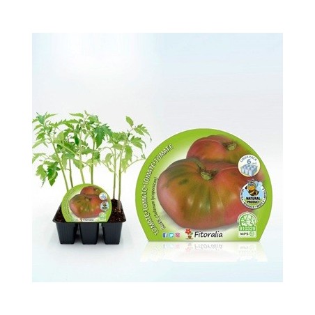 TOMATE ROSA PRODUCTO NATURAL BANDEJA 6 PLANTONES