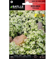 SEMILLAS ALISO CESTA DE PLATA 2,5GR