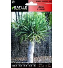 SEMILLAS DRAGO DE CANARIAS 3UDS