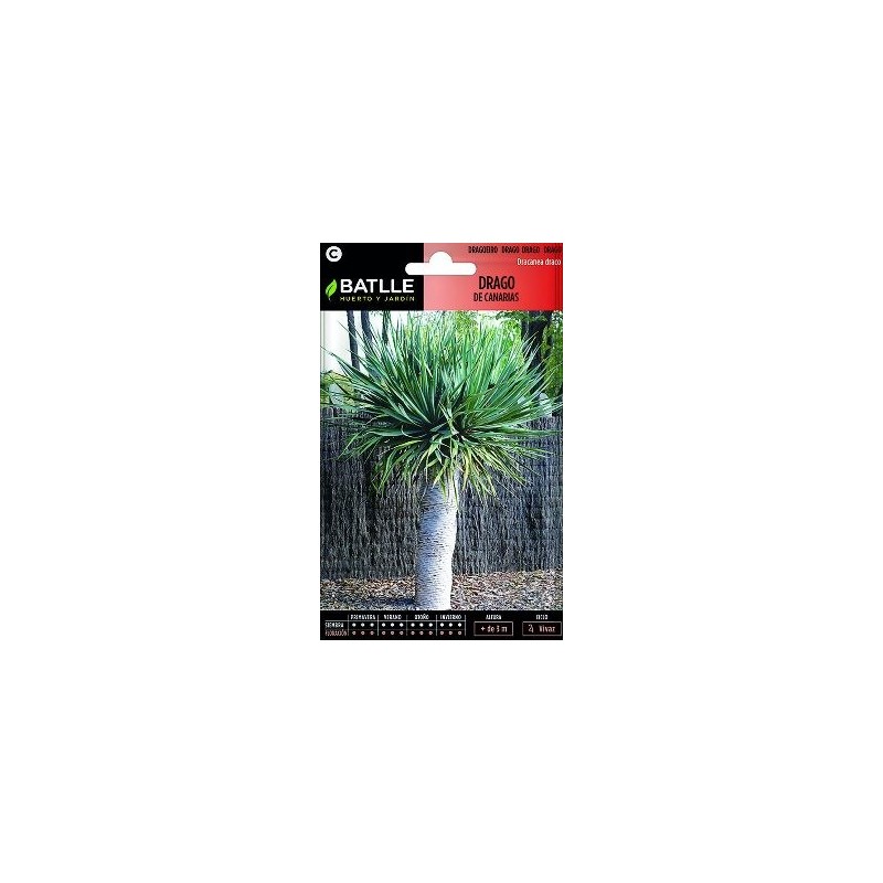 SEMILLAS DRAGO DE CANARIAS 3UDS