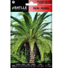 SEMILLAS PALMA PALMERA 3UDS