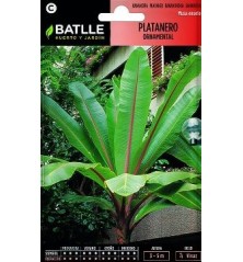 SEMILLAS PLATANERA ORNAMENTAL 3UDS