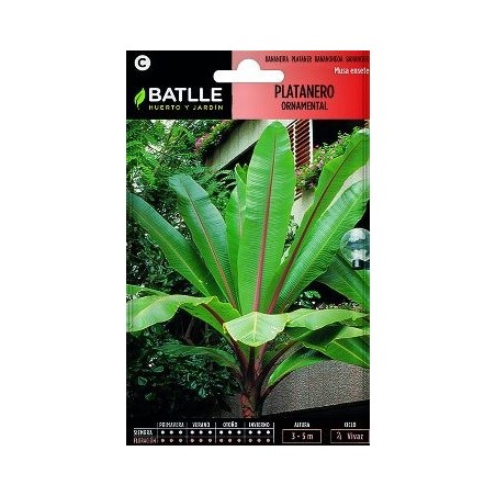 SEMILLAS PLATANERA ORNAMENTAL 3UDS