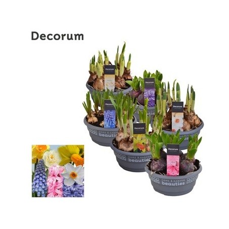 BULBOS VARIADOS MIX MACETA 16CM