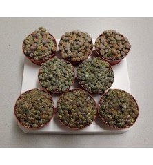 LITHOPS O CACTUS PIEDRA MACETA 8,5CM