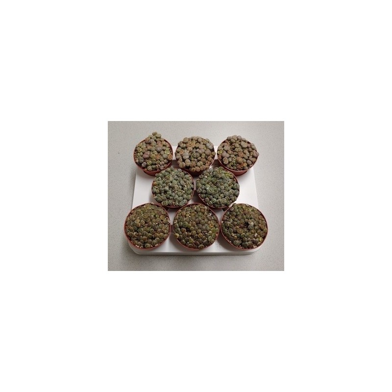 LITHOPS O CACTUS PIEDRA MACETA 8,5CM