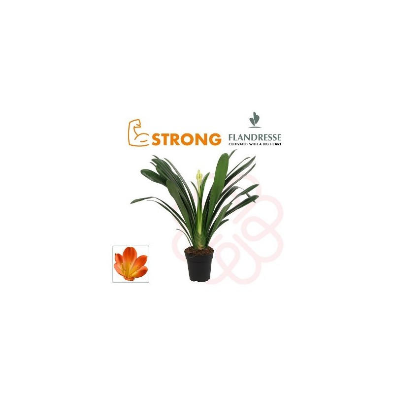 CLIVIA EXTRA ALTO 50CM Y MACETA 21CM