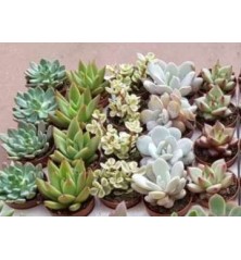 CACTUS Y CRASAS  MACETA 5,5CM VARIADOS