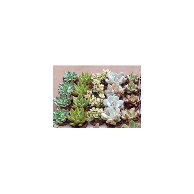 CACTUS Y CRASAS  MACETA 5,5CM VARIADOS