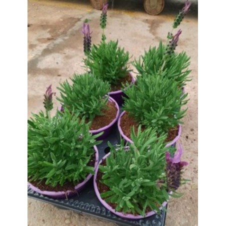 LAVANDA VARIEDADES MACETA 13CM