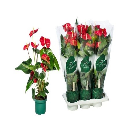 ANTHURIUM ROJO 50CM ALTO Y MACETA 17CM