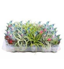 TILLANDSIA + RECIPIENTE