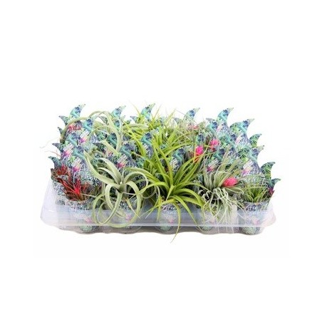 TILLANDSIA + RECIPIENTE