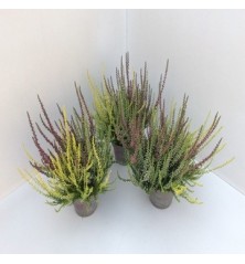 CALLUNA V.GARDEN GIRLS TRIO ALTO 20CMYMACETA 16CM