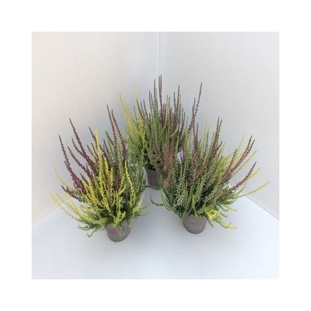 CALLUNA V.GARDEN GIRLS TRIO ALTO 20CMYMACETA 16CM