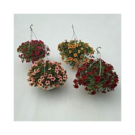 CALIBRACHOA TARRINA 15CM COLORES VARIADOS