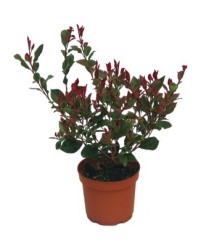 PHOTINIA RED ROBIN ALTO 60/70 Y MACETA 5L