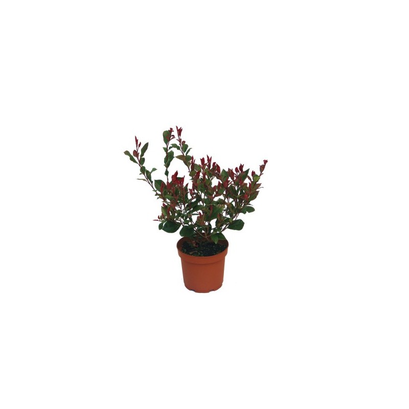 PHOTINIA RED ROBIN ALTO 60/70 Y MACETA 5L
