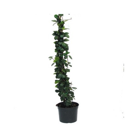 TRACHILOSPERMUN JASMINOIDES C3L